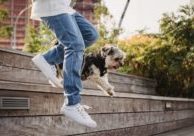 pet-joint-health